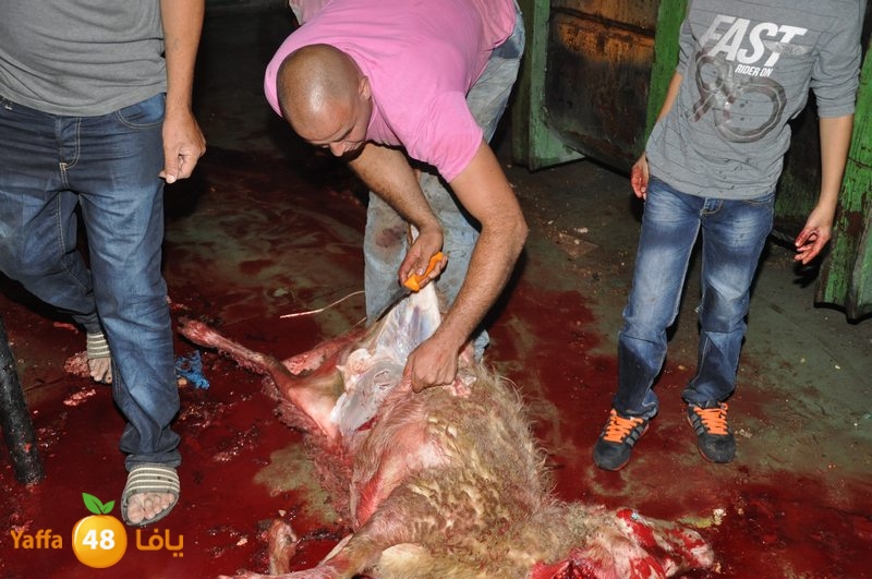 3eed ludj j31 (46).JPG